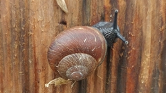 Xerarionta intercisa