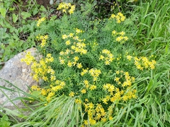 Senecio lyonii