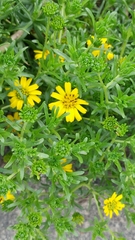 Deinandra clementina