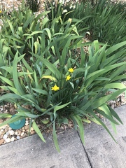 Narcisseae