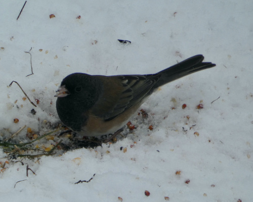Dark-eyed Junco photographed in Montana