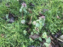 Lamium purpureum