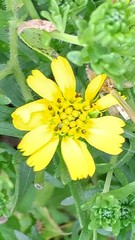 Deinandra clementina