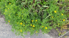 Deinandra clementina