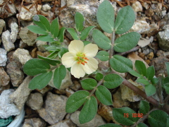 Kallstroemia rosei