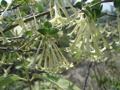 Bouvardia glabra
