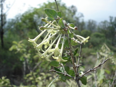 Bouvardia glabra