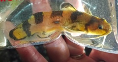 Checkered Madtom photo 3