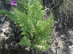 Cheiloplecton rigidum