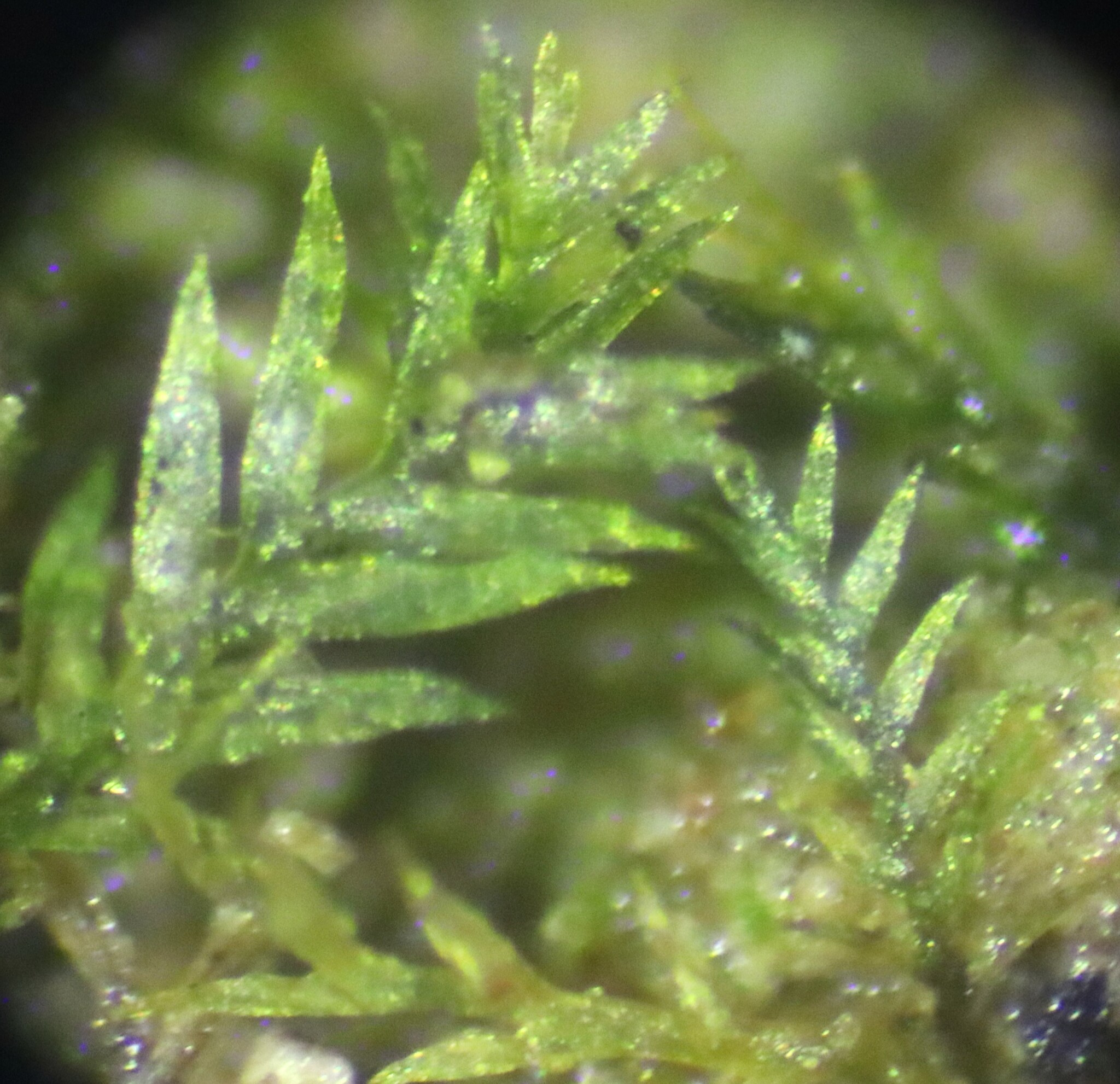 Fissidens curvatus
