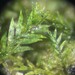 Portuguese Pocket-Moss - Photo (c) Chris Coshland, some rights reserved (CC BY-NC), uploaded by Chris Coshland