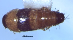 Tachyporus pulchrus