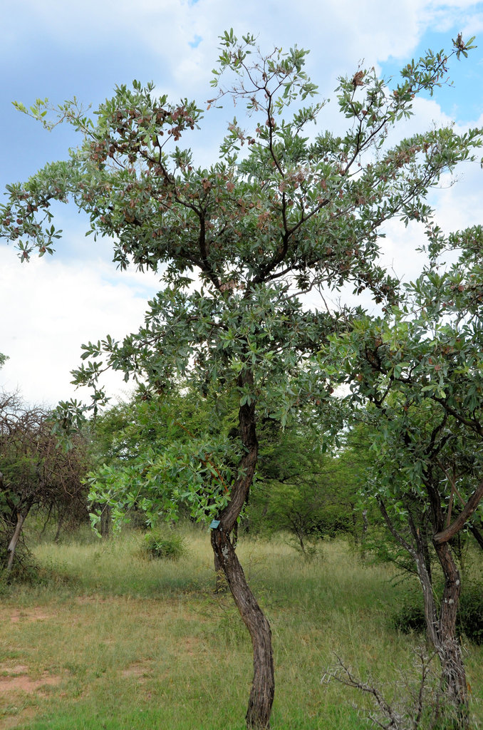 silver terminalia from Dinokeng Game Reserve, Hammanskraal on March 10 ...