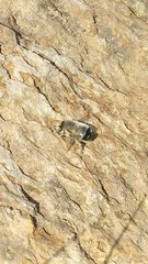 Anthophora edwardsii