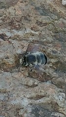 Anthophora edwardsii