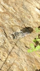 Anthophora edwardsii