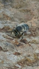 Anthophora edwardsii