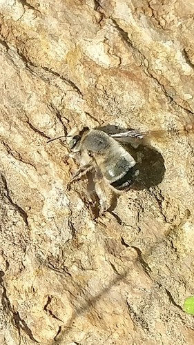 Anthophora edwardsii photo 2