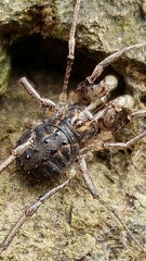 Protolophus cockerelli