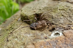 Protolophus cockerelli