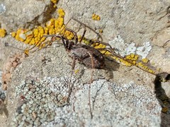 Protolophus cockerelli