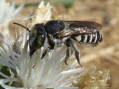 Megachile apicalis
