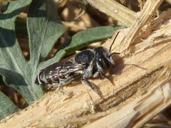 Megachile apicalis