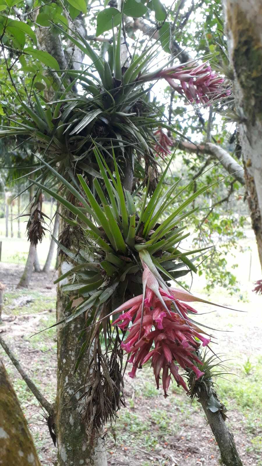 Tillandsia geminiflora