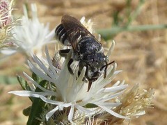 Megachile apicalis