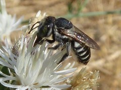 Megachile apicalis