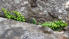 Asplenium vespertinum