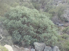 Arctostaphylos glauca