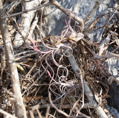 Tillandsia intermedia