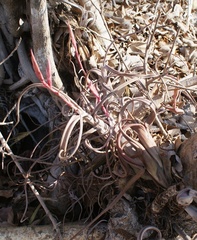 Tillandsia intermedia