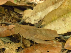 Colpolopha latipennis