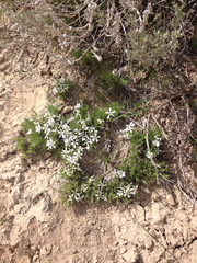 Phlox hoodii