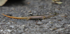 Banded Lipinia photo 2