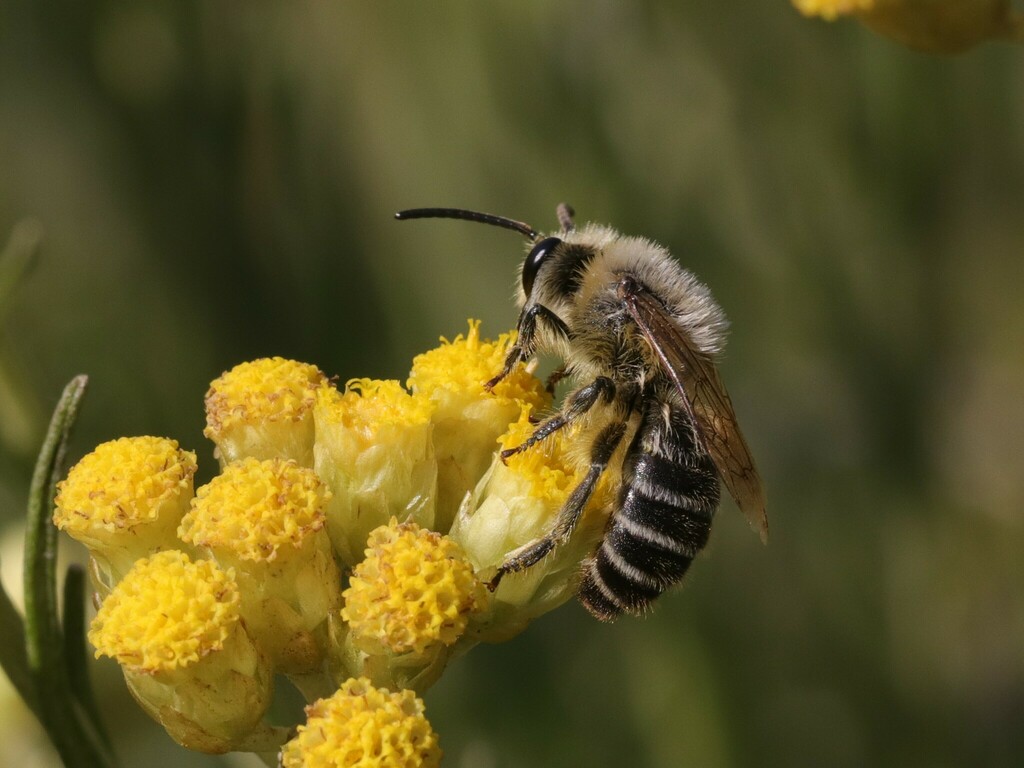 Abeille's Cellophane Bee