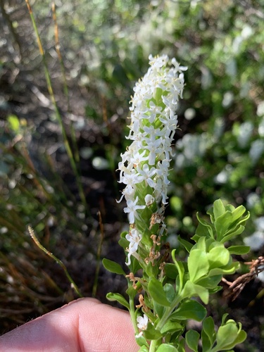 Microdon parviflorus (Microdon parviflorus)