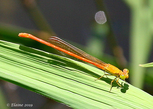 Common Citril