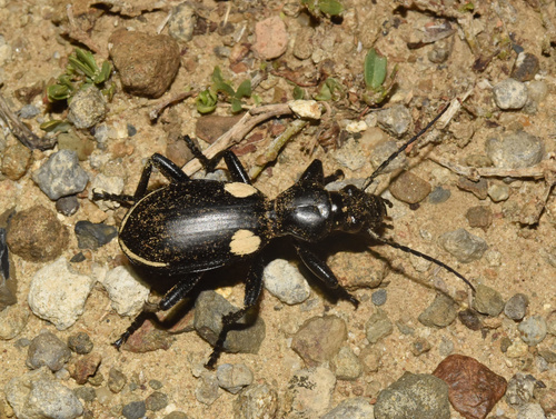 Twospot Ground Beetle