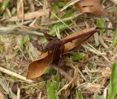 Erythrodiplax solimaea