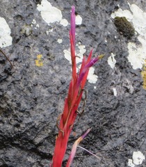 Tillandsia coalcomanensis