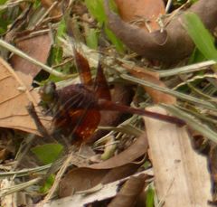 Erythrodiplax solimaea