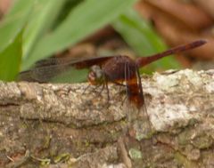 Erythrodiplax solimaea