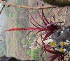 Tillandsia coalcomanensis