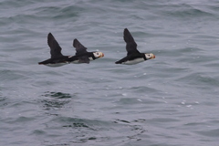 Horned Puffin photo 3