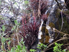 Tillandsia coalcomanensis