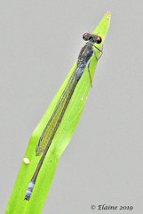 Pseudagrion hamoni
