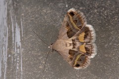 Acantholipes circumdata